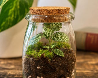 Mini Moss Terrarium, Live Plant in Self Sustained Ecosystem in Cork Jar