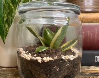 Terrario en frasco de vidrio con tapón de corcho de 740 ml / Planta viva