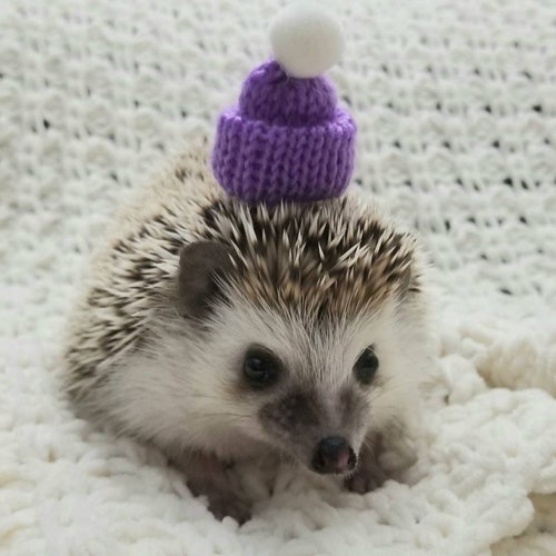 Mini Pet Santa Hat Hedgehog Santa Hat Chicken Santa Hat Etsy
