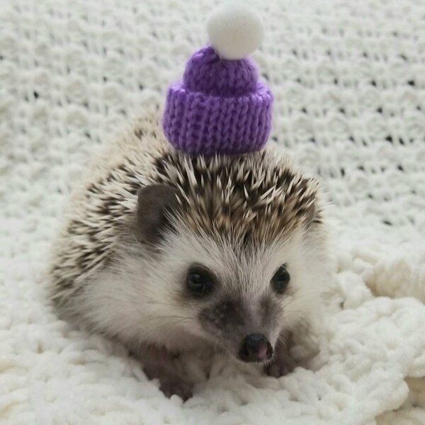 Hedgehog/Small Pet Knit Winter Hat | Pet Clothing | Tiny Beanie