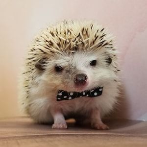 primark sports hijab