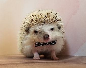 Hedgehog Bowtie | Small Pet Bowtie | Pet Bow Tie