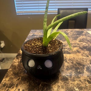 May include: An aloe vera plant with long, green, serrated leaves growing in a black, round ceramic planter. The planter features a stylized face design with two white circular eyes and a small, inverted heart-shaped nose carved into the front.