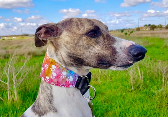 What To Know Before Buying Your Greyhound Collar and Lead - Four Long Legs