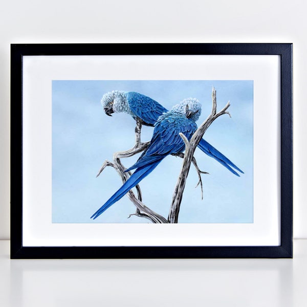 Spix Macaws.Hope. Signed limited edition (100) 325gm fine art print by Griff
