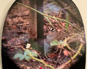 White-crowned Sparrow Recycled Skateboard Wall Art