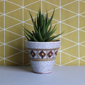 May include: A green succulent plant in a white ceramic pot with brown and yellow geometric patterns. The pot has a speckled glaze.