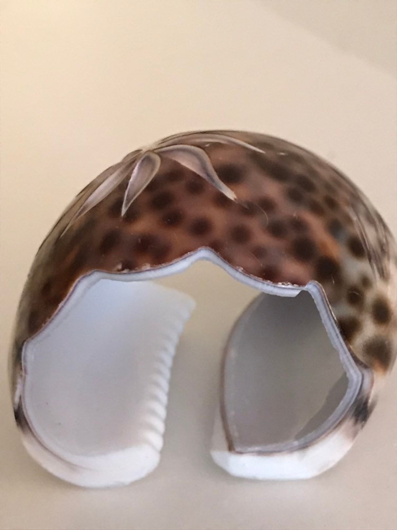 Set of Two Vintage Tiger Cowrie Shell Napkin Rings Napkin Holders With ...