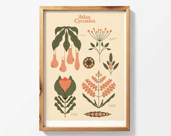 Atlas Cycoides x poster