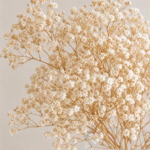 Preserved Gypsophila Bunch (Baby's breath) image 2