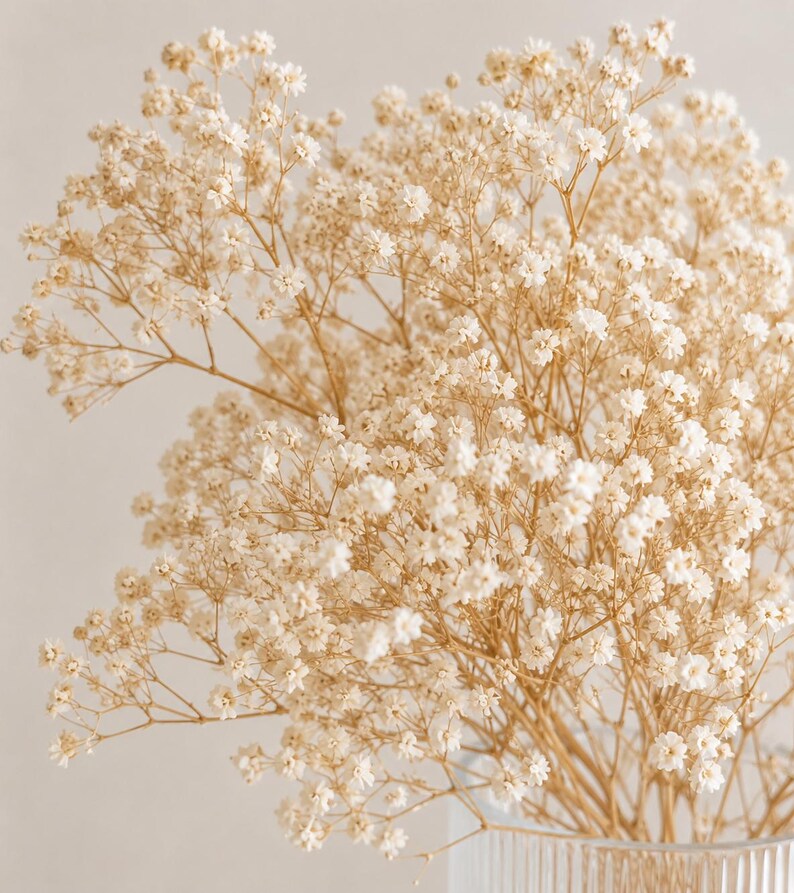 Preserved Gypsophila Bunch (Baby's breath) image 2