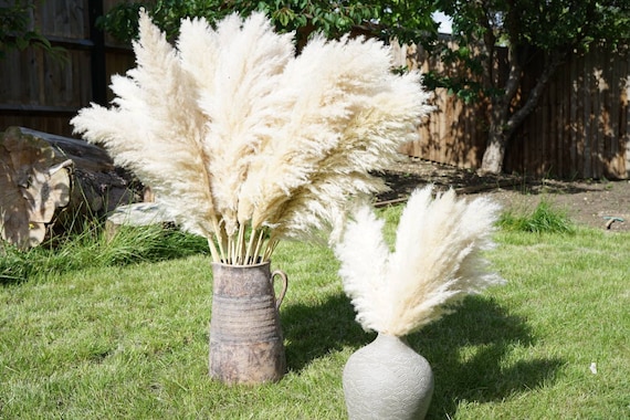 XL Bouquet dherbe de pampa naturelle moelleuse 50cm 70cm - Etsy France