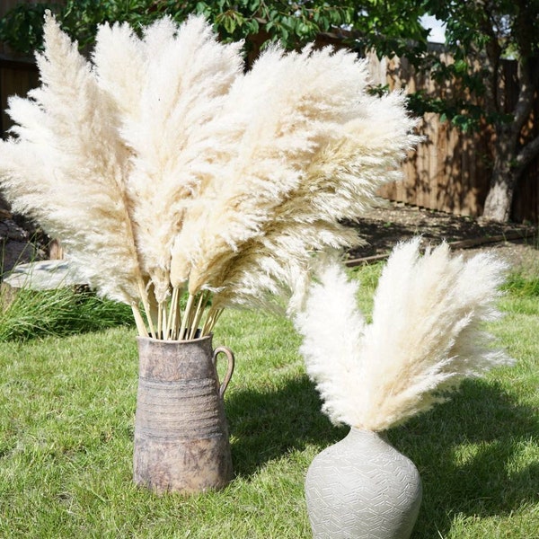 XL Fluffy Natural Pampas Grass Bouquet| 50cm 70cm 90cm 100cm 110cm tall extra large Pampas|  Dried pampas Wholesale