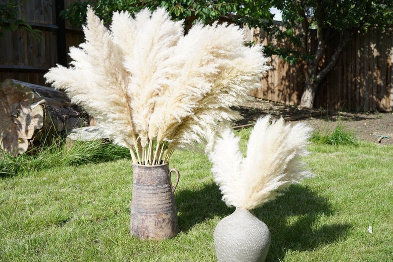 XL Fluffy Natural Pampas Grass Bouquet| 50cm 70cm 90cm 100cm 110cm tall extra large Pampas|  Dried pampas Wholesale
