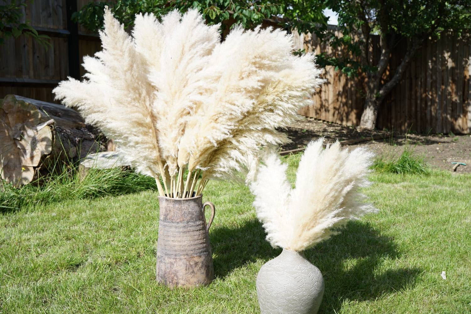 Extra large pampas grass