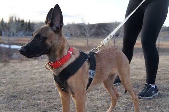 schutzhund harness