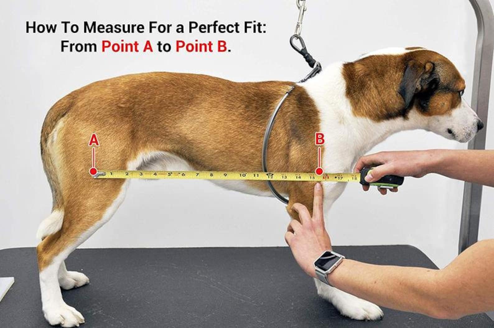 EXTRA LARGE Dog Grooming Sling Hammock Custom Made Etsy Canada