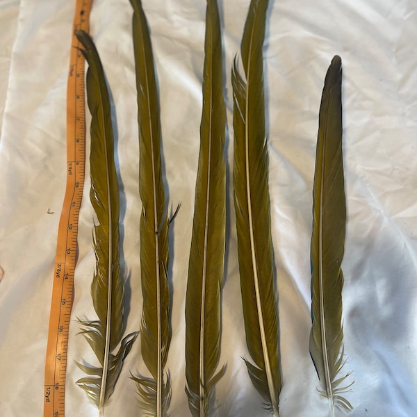 5 Blue Throat Macaw Tailfeathers