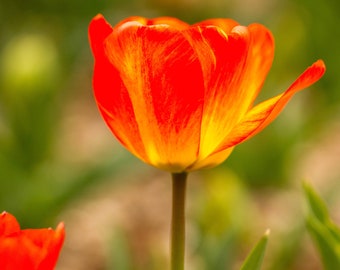 Items Similar To Tiptoe Through The Tulips With Tiny Tim And His