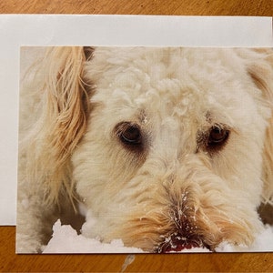 Adorables cartes de correspondance Goldendoodle 3,5 x 4,75 avec enveloppes