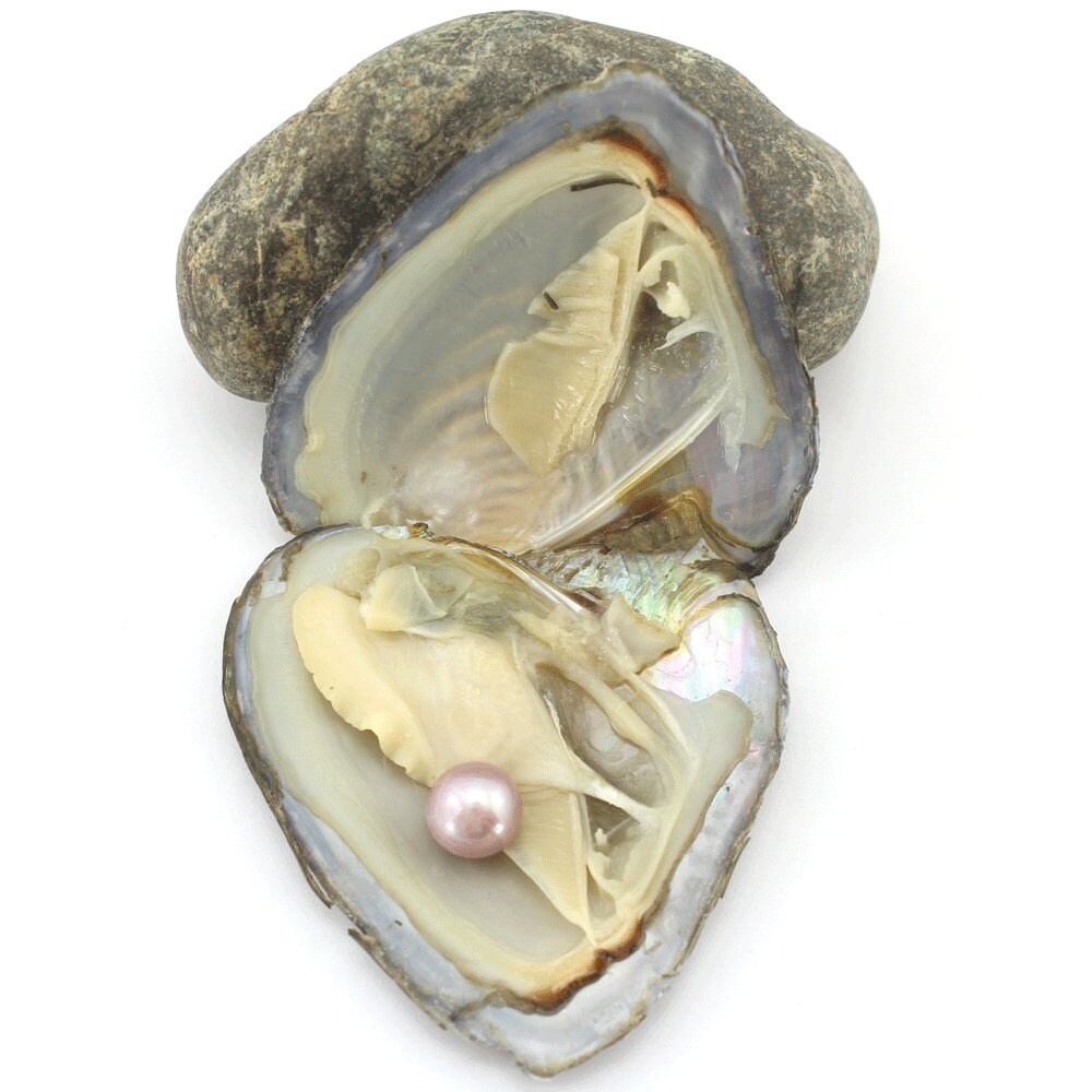 5PCS Freshwater Oysters With Edison Pearl Inside 912mm Aaa Etsy