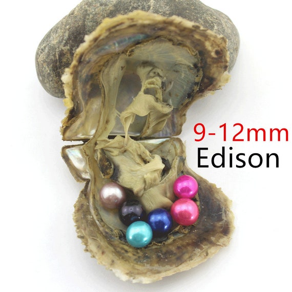Rainbow Colored Round Edison Pearl Oyster-ADMIX6 10 PCS Akoya Oysters With Edison Pearl Inside Twins 9-12mm AAA