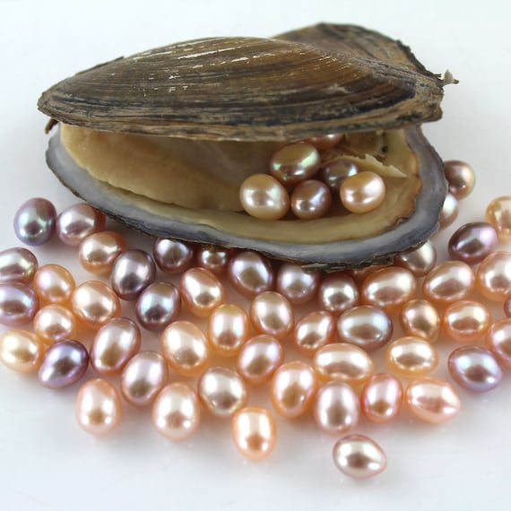 Pearl Oyster With One High Quality 6-7MM Oval Pearl Inside, Natural Pearl  Color, Freshwater Pearl Wholesale 