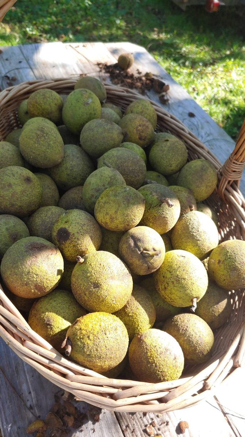 Black Walnuts Organic Whole Nuts 2 Lbs. in Green Hull With Etsy