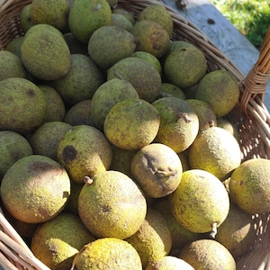 Organic Black Walnuts 2 lbs. in Green Hull / Husk Picked Fresh 2026