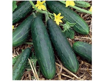 Spacemaster 50 Cucumber Seeds | Non-GMO | Free Shipping | Seed Store | Cucumber Seeds