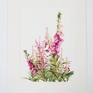 Limited edition, signed ‘Foxgloves in the Willowherbs’ giclee print.