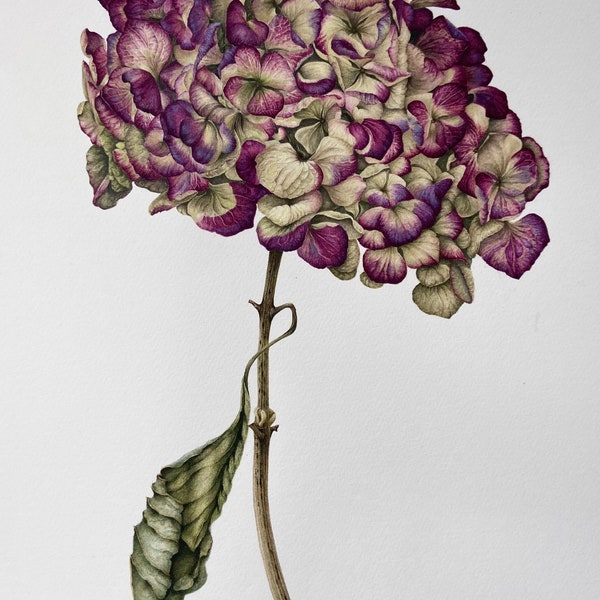 Hydrangea botanical signed and limited edition giclee print on archival paper.