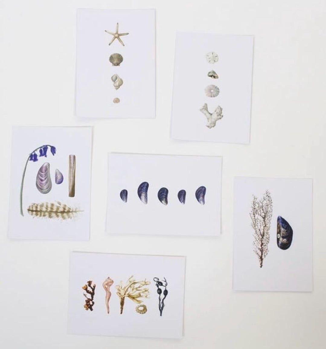 Shell Postcard Coastal Postcard Mixed Pack of 6. Shells. Coral. Sea Fan. Beach Style ...