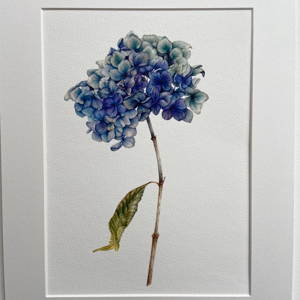 Botanischer Hortensiendruck. Blaue getrocknete Hortensie. Aquarell. Signierte limitierte Auflage. Montiert.