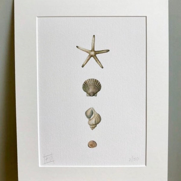 Signed print of a Starfish and shells on luxurious paper.