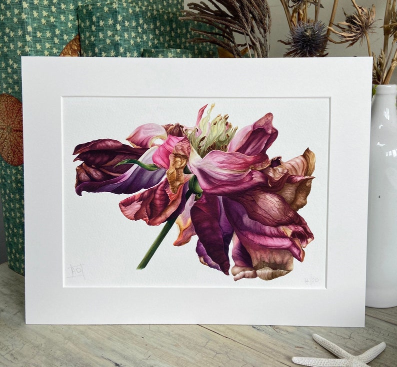 Disintegration. Rose. A4 Signed print mounted. Limited edition. Botanical art. Watercolour. Giclee print. 