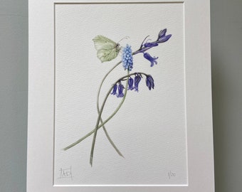 Bluebells and Brimstone butterfly signed and limited edition print set in a soft white mount.