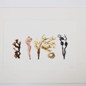 Signed botanical print of Seaweed and shells. ‘Beach Treasure’.