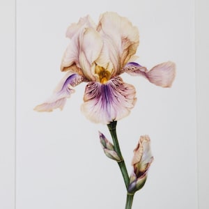 Könnte beinhalten: Ein Aquarellgemälde einer blühenden Irisblüte. Die Blume hat weiche, geschichtete Blütenblätter in Lavendel-, Creme- und Brauntönen mit einem tiefvioletten Zentrum. Ein grüner Stiel trägt die Blüte und eine geschlossene Knospe. Das Kunstwerk ist auf weißem Papier.