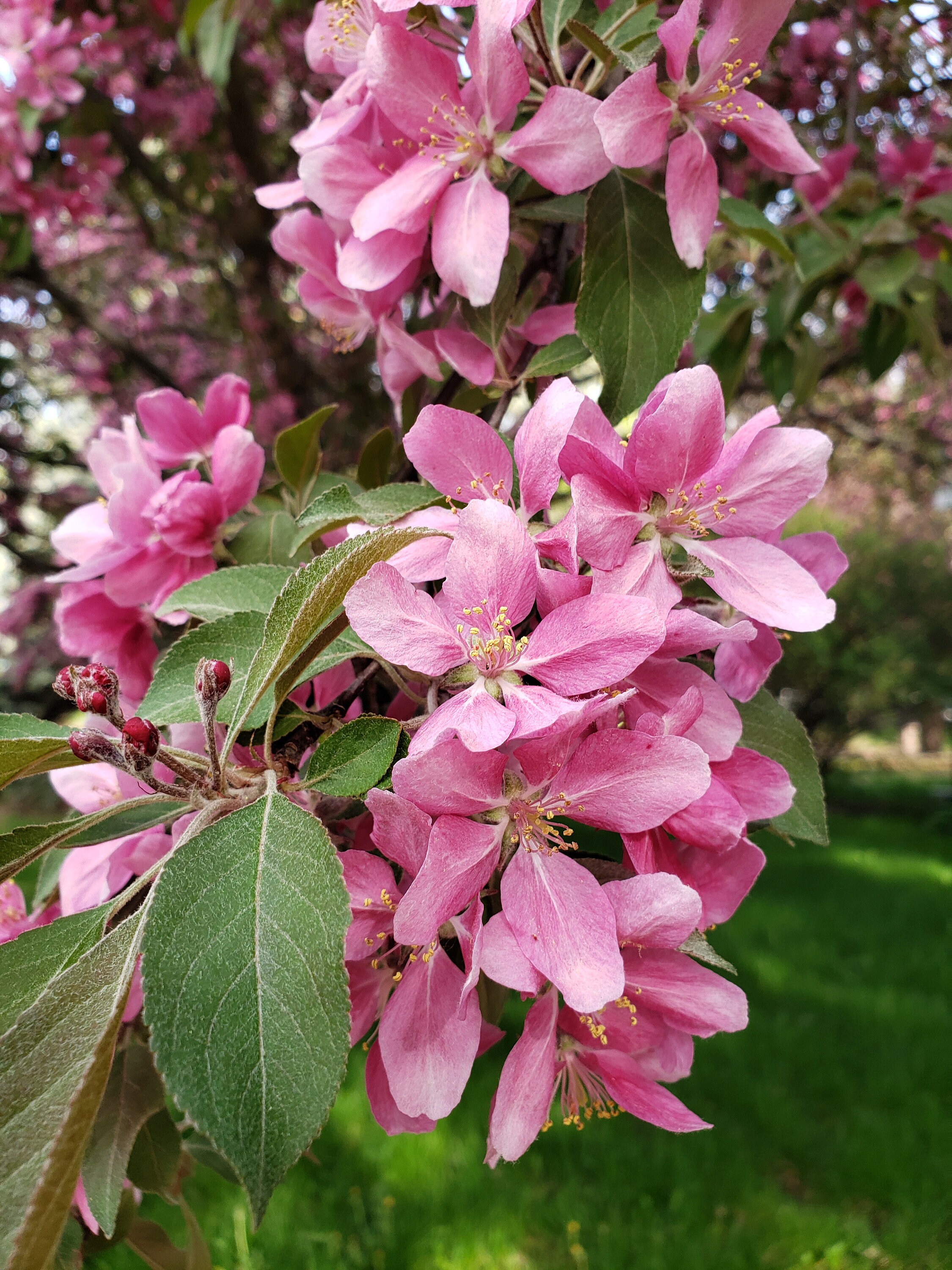 Crab Apple Tree in Bloom Digital Etsy