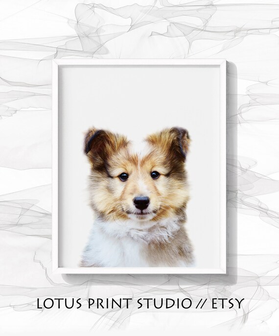 Collie Welpen Druck Baby Hund Druck Tier Kindergarten Druck Etsy