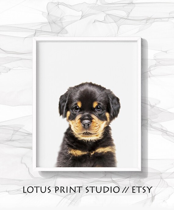 baby and dog photography