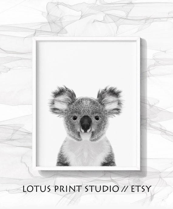 Impression D Ours De Koala Art Animal Noir Et Blanc Etsy