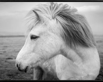 Horse Print, Horse Photo, Pony Print, Horse Wall Art, Horse Printable Art, Printable Wall Art, Horse Art Print, Black and White, Horse Art