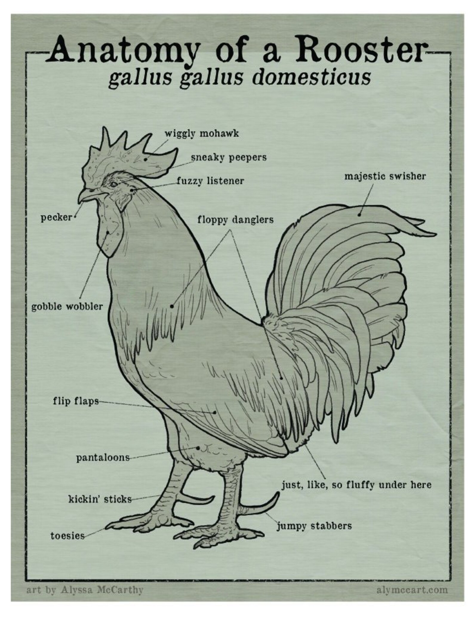 Humorous Anatomy of a Rooster 8.5x11 Etsy