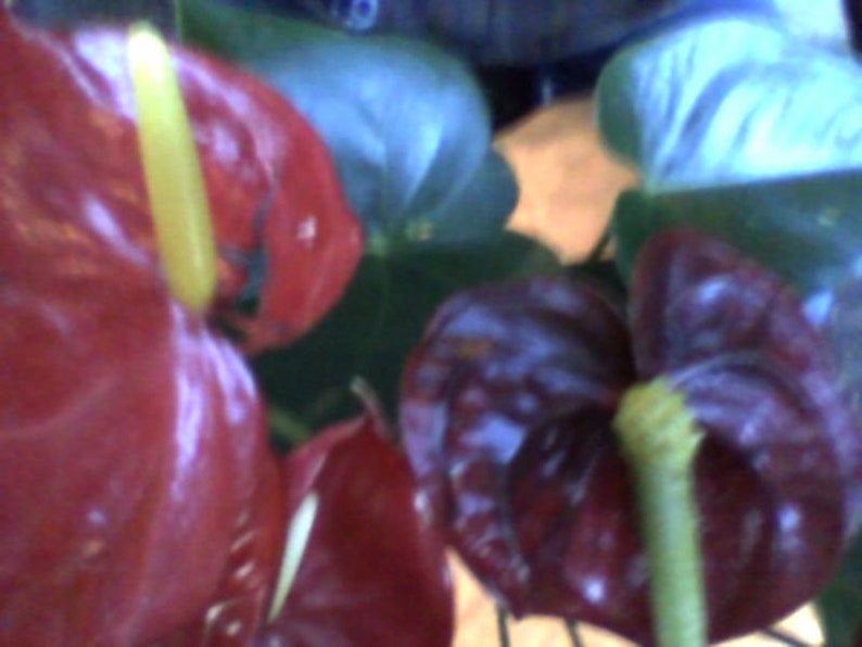 Beautiful Anthurium from Peru in a 6 inch pot