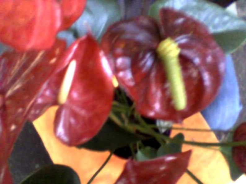 Beautiful Anthurium from Peru in a 6 inch pot