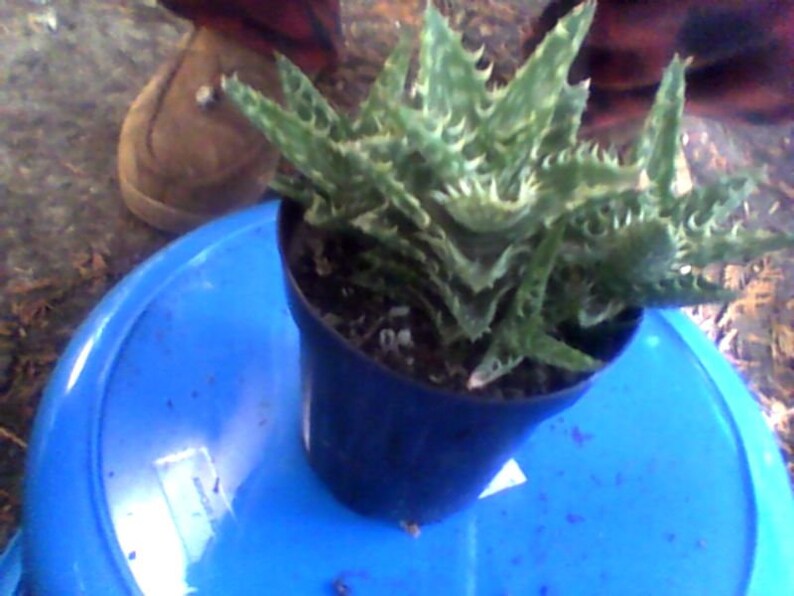 Aloe Zanzabarica The amazing and prolific Zanzabar Aloe