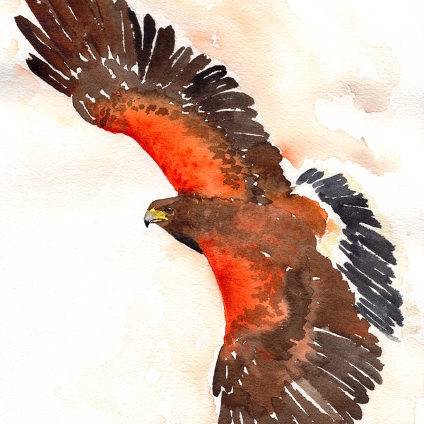 Harris Hawk Giclee watercolor print