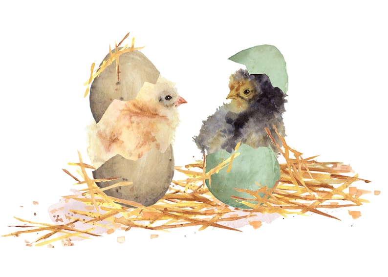 Baby chicks and eggs Five different chicks hand painted watercolor DIY Easter Cards Easter eggs and Easter chicks